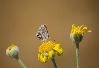 Sardunya Zebras, Geranyum Bronzu (Cacyreus marshalli)