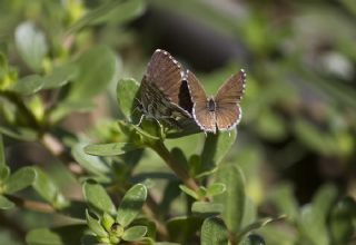 okgzl Kk Turan Mavisi (Polyommatus cornelius)