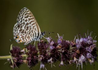 Mavi Zebra (Leptotes pirithous)