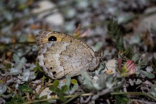 Hametli Pirireis (Satyrus ferulus)