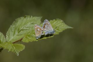 okgzl Mavi (Polyommatus icarus)