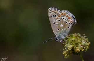 okgzl Gk Mavisi (Polyommatus bellargus)