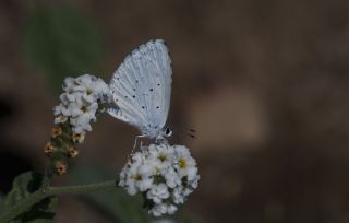 Kutsal Mavi (Celastrina argiolus)