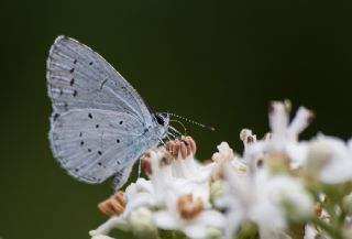 Kutsal Mavi (Celastrina argiolus)