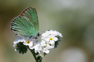 Zmrt (Callophrys rubi)