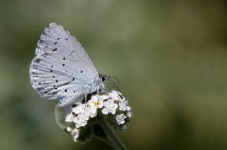 Kutsal Mavi (Celastrina argiolus)