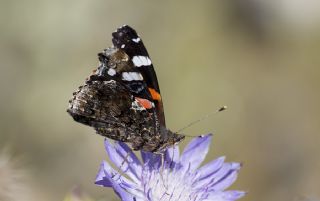 Atalanta (Vanessa atalanta)