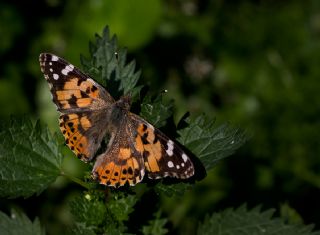 Diken Kelebei (Vanessa cardui)