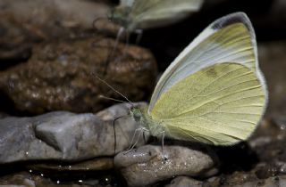 Da Beyazmelei (Pieris ergane)