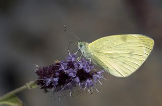 Da Beyazmelei (Pieris ergane)