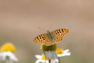 spanyol Kraliesi (Issoria lathonia)