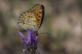 Niyobe (Fabriciana niobe)