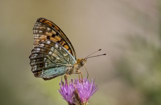 Byk nci (Fabriciana adippe)