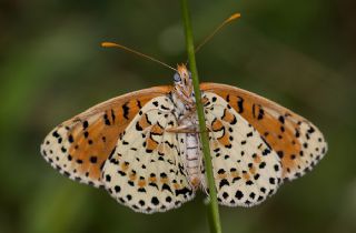 Benekli parhan (Melitaea didyma)