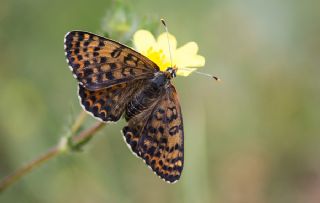 Benekli parhan (Melitaea didyma)