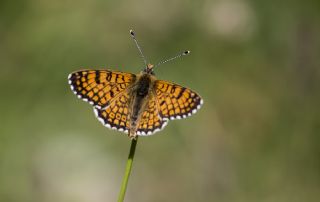 parhan (Melitaea cinxia)