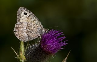 Seyit (Arethusana arethusa)