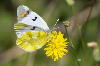 Zegris (Zegris eupheme)