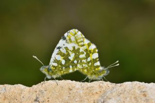 Harem Gzelesmeri (Erebia ottomana)