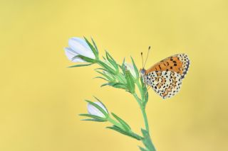 Gzel parhan (Melitaea trivia)