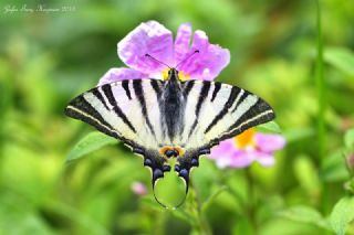 Erik Krlangkuyruk (Iphiclides podalirius)