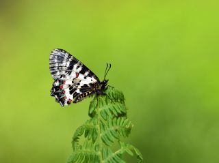 Kafkas Fistosu (Zerynthia caucasica)