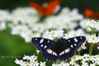 Akdeniz Hanmeli Kelebei (Limenitis reducta)