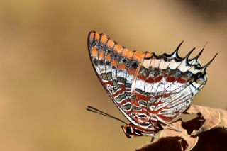 ift Kuyruklu Paa (Charaxes jasius )