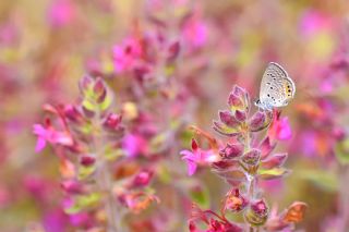 Mcevher Kelebei (Chilades trochylus)