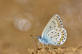 das Mavisi, Esmergz (Plebejus idas)