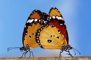 Sultan (Danaus chrysippus)