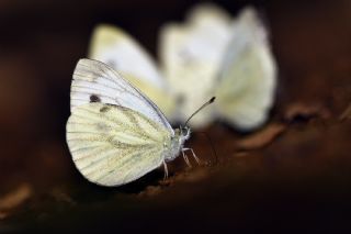 Yalanc Beyazmelek (Pieris pseudorapae)