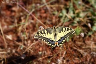 Krlangkuyruk (Papilio machaon)