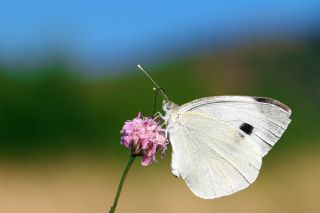 Byk Beyazmelek  (Pieris brassicae)