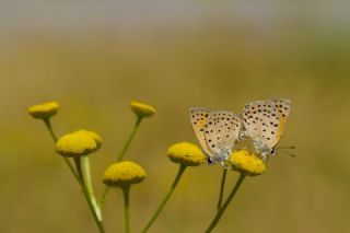 Alev Ategzeli (Lycaena kefersteinii)