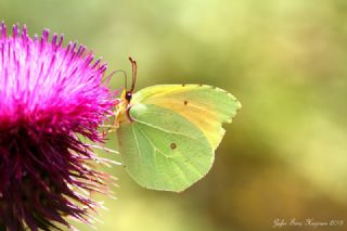 Beyaz Bandl Karamelek (Hipparchia parisatis)