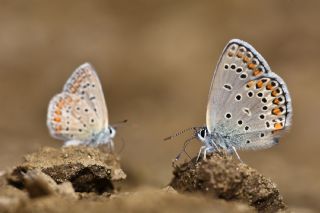 Anadolu Esmergz (Plebejus modicus)