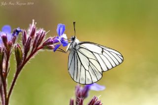 Al Beyaz (Aporia crataegi)