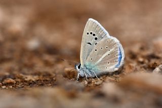 Glek okgzls (Polyommatus cilicius)