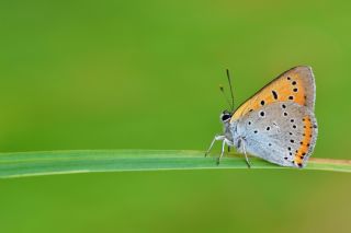 Byk Bakr Gzeli (Lycaena dispar)