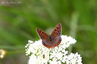 Benekli Bakr Gzeli (Lycaena phlaeas)