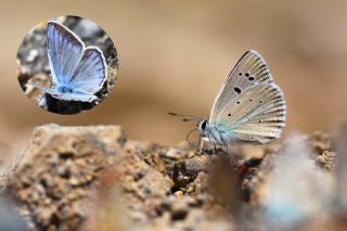 okgzl Attalos Mavisi (Polyommatus schuriani attalaensis)