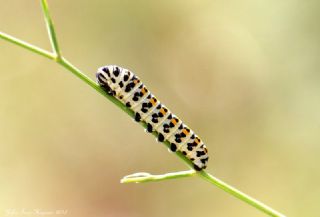 Kaplan Krlangkuyruk (Papilio alexanor)