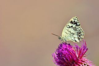 Anadolu Melikesi (Melanargia larissa)