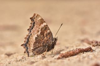 Sar Ayakl Nimfalis (Aglais xanthomelas)