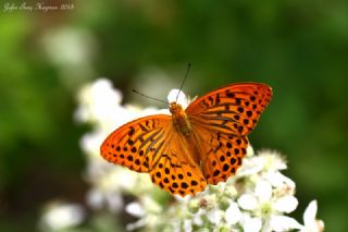 Cengaver (Argynnis paphia)