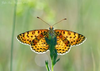 Benekli parhan (Melitaea didyma)