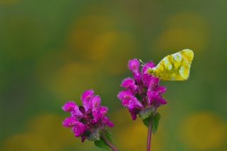 Zegris (Zegris eupheme)