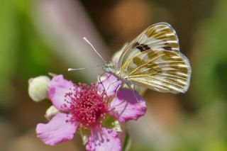 Yeni Beneklimelek (Pontia edusa)