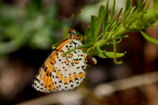 Gzel parhan (Melitaea syriaca)